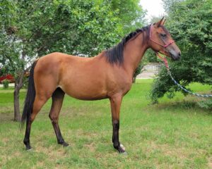 Princess-Kazi-4