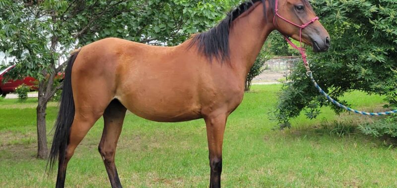 3-Year-Old Registered Arabian, SVRH Kazi Kitten, is available for adoption or foster to adopt!