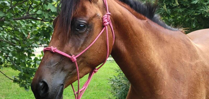 3-Year-Old Registered Arabian, SVRH Kazi Kitten, is available for adoption or foster to adopt!