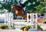 Quiet Thoroughbred Gelding Eventing & Showing At 2’6″