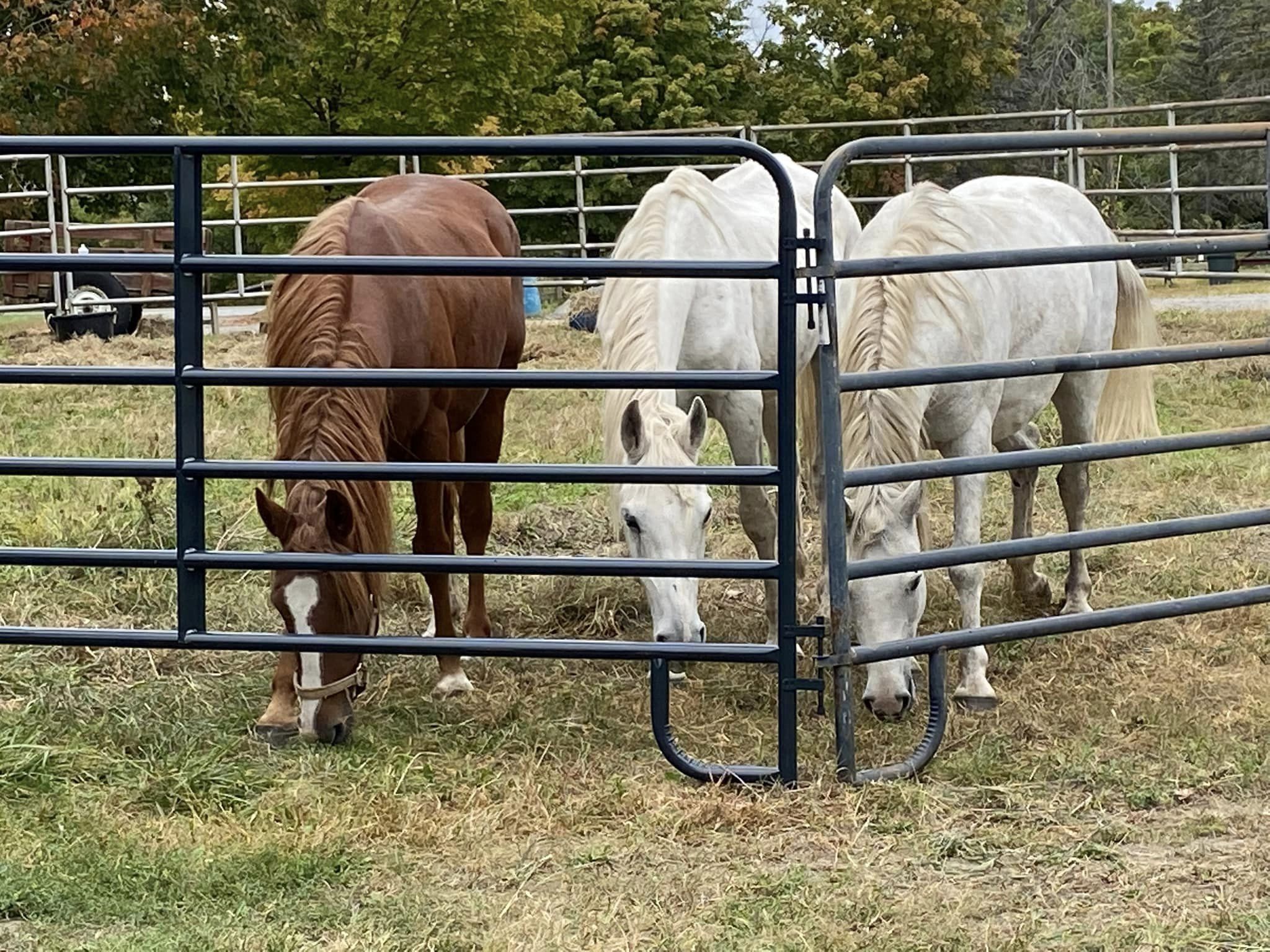 Scotty-Sailor-and-Vinny-1