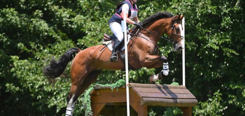 Smart Athletic Eventing Selle Francais For All Riders