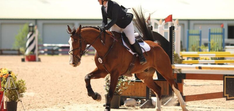 Smart Athletic Eventing Selle Francais For All Riders