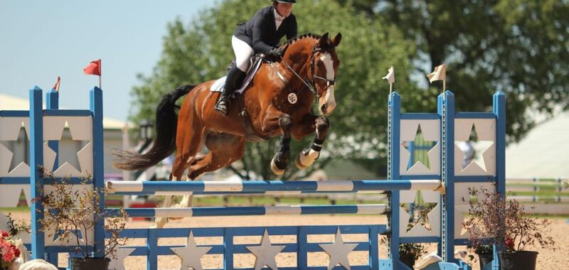Smart Athletic Eventing Selle Francais For All Riders