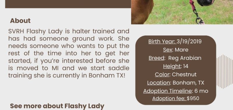 TTT-Flashy-Lady-1
