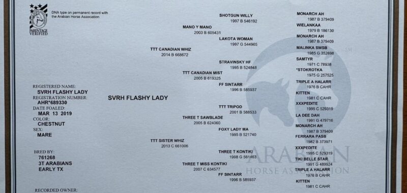 TTT-Flashy-Lady-5