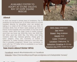 TTT-Sister-Whiz-1