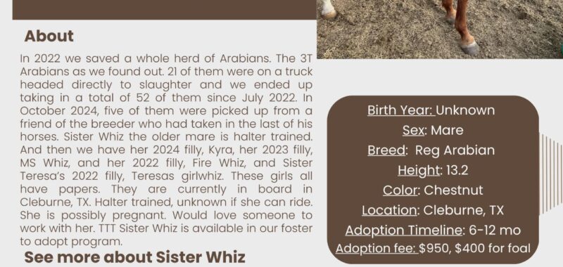 Registered Arabian mare, TTT Sister Whiz, is halter trained and looking for her forever home! Could she join yours?