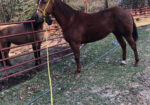 MTKS Phenomenal Boy
