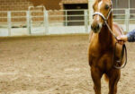 MTKS Phenomenal Boy