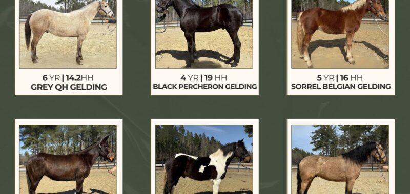 Horses For Sale