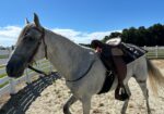 Paso Fino Gelding 13 yo 15 hands gaited