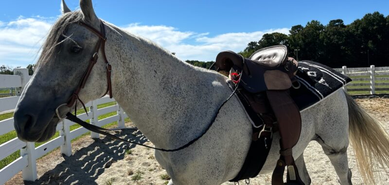Paso Fino Gelding 13 yo 15 hands gaited