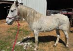 Meet Atacama, a beautiful Quarab mare, also know as Atti!