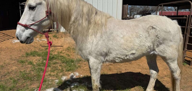 Meet Atacama, a beautiful Quarab mare, also know as Atti!