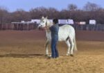 Meet Atacama, a beautiful Quarab mare, also know as Atti!