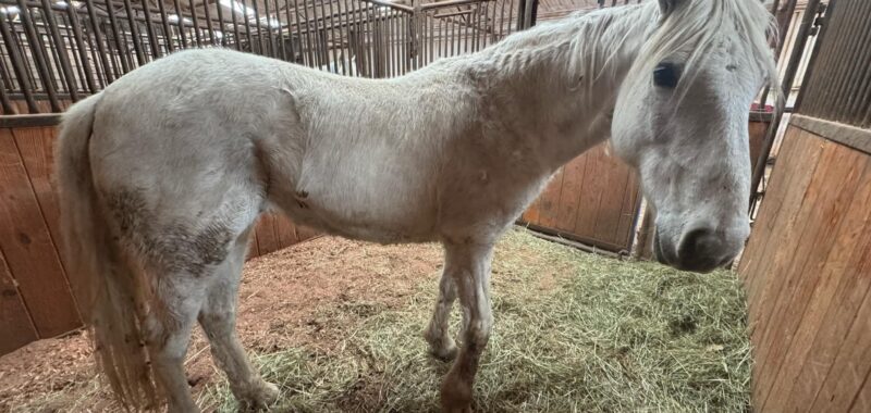 Meet Atacama, a beautiful Quarab mare, also know as Atti!