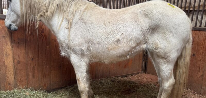 Meet Atacama, a beautiful Quarab mare, also know as Atti!