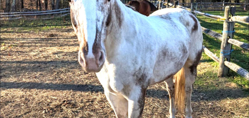 Breezy Appaloosa Mare