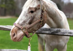 Breezy Appaloosa Mare