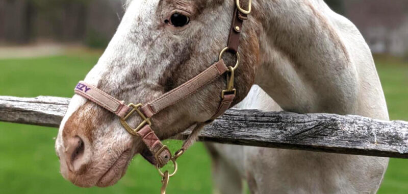 Breezy Appaloosa Mare