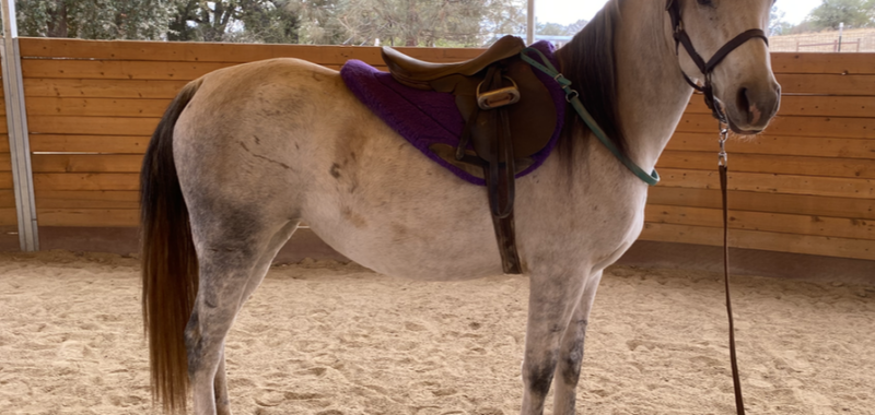 Claire – Mare/Gray/Arabian/Project