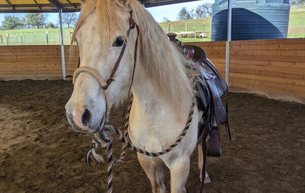 Ella – Mare/Gray/Arabian/Non-riding Companion