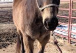 Emma is elegant and well mannered. She likes kids, dogs, short easy walks, and treats!