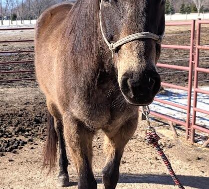 Emma is elegant and well mannered. She likes kids, dogs, short easy walks, and treats!