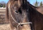 Emma is elegant and well mannered. She likes kids, dogs, short easy walks, and treats!