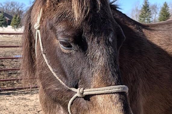 Emma is elegant and well mannered. She likes kids, dogs, short easy walks, and treats!