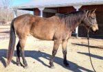 Emma is elegant and well mannered. She likes kids, dogs, short easy walks, and treats!