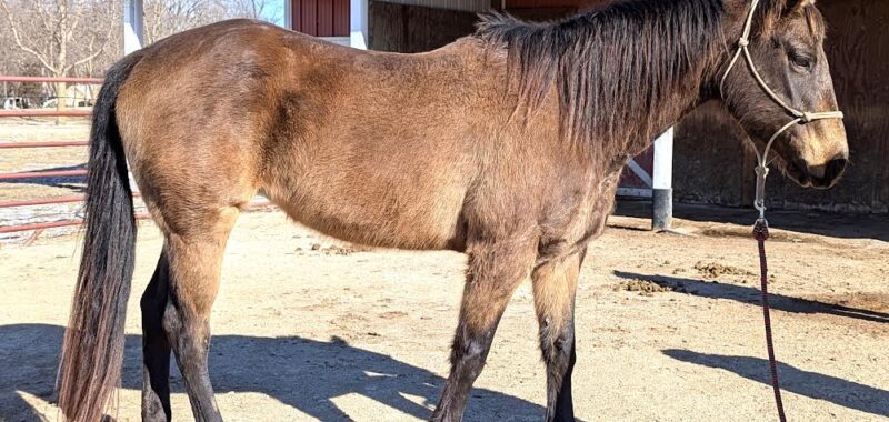 Emma is elegant and well mannered. She likes kids, dogs, short easy walks, and treats!
