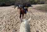 JACK – 2008 AQHA Appendix Quarter Horse Grey Gelding