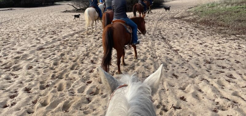 JACK – 2008 AQHA Appendix Quarter Horse Grey Gelding