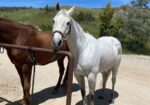 JACK – 2008 AQHA Appendix Quarter Horse Grey Gelding