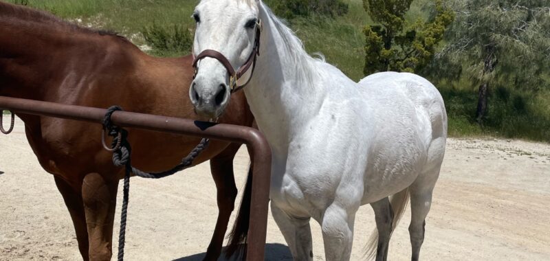 JACK – 2008 AQHA Appendix Quarter Horse Grey Gelding
