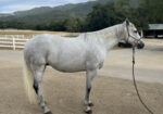 JACK – 2008 AQHA Appendix Quarter Horse Grey Gelding