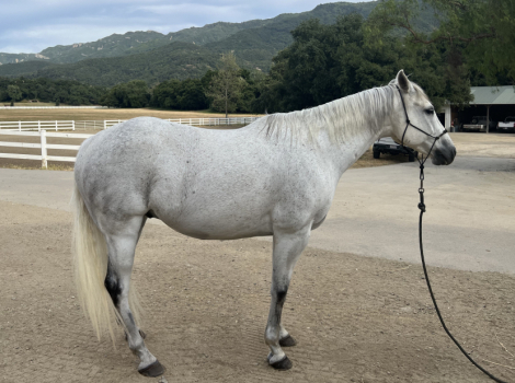 JACK – 2008 AQHA Appendix Quarter Horse Grey Gelding