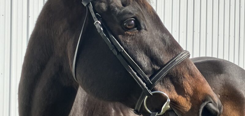 Hunter Prospect
