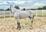 Paso Fino Gelding 13 yo 15 hands gaited