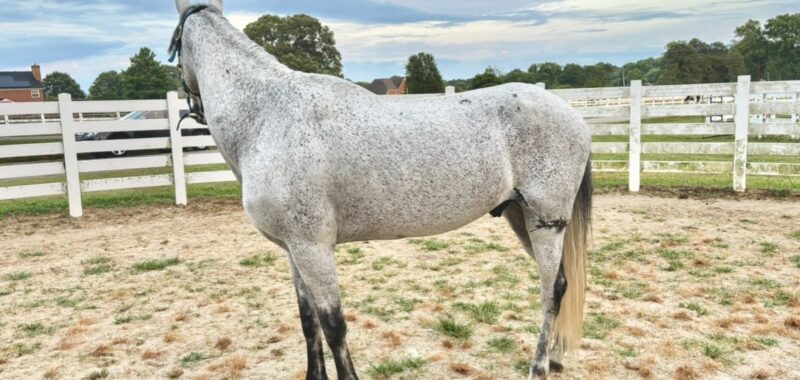 Paso Fino Gelding 13 yo 15 hands gaited