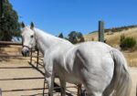 JACK – 2008 AQHA Appendix Quarter Horse Grey Gelding