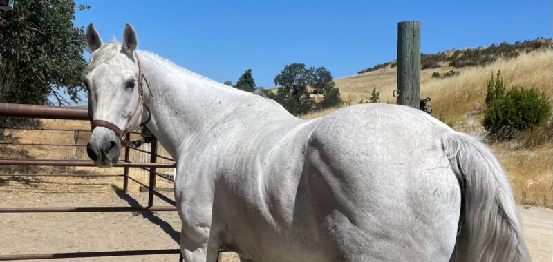 JACK – 2008 AQHA Appendix Quarter Horse Grey Gelding