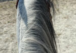 Paso Fino Gelding 13 yo 15 hands gaited