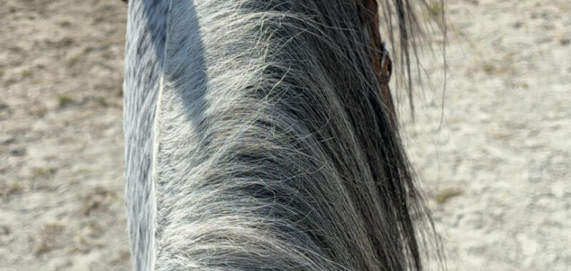 Paso Fino Gelding 13 yo 15 hands gaited