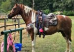 Gorgeous Spotted Saddle Horse