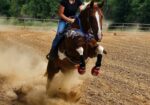 Gorgeous Spotted Saddle Horse
