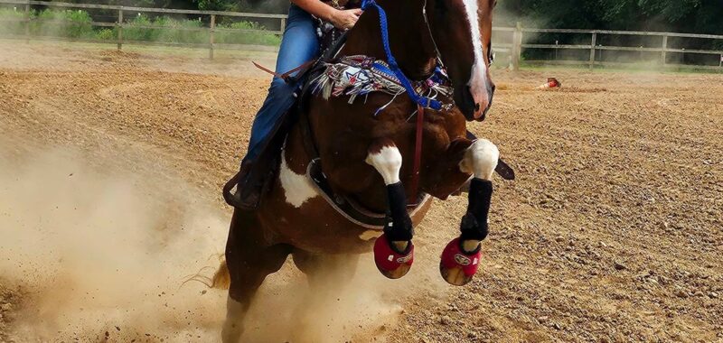 Gorgeous Spotted Saddle Horse