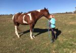 Gorgeous Spotted Saddle Horse